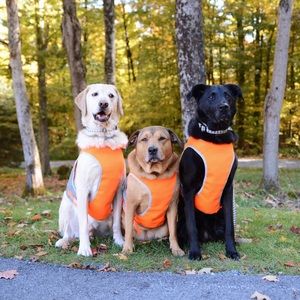 High Visibility Dog Safety Vest